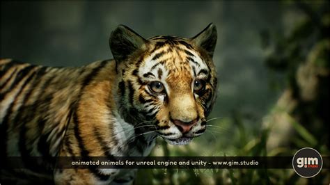 Pin By Gimstudio On Animalia Tiger Animalia Animals