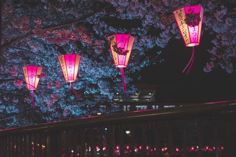 Japan Night Tokyo Cherry Blossom Lantern Urban Nature Trees