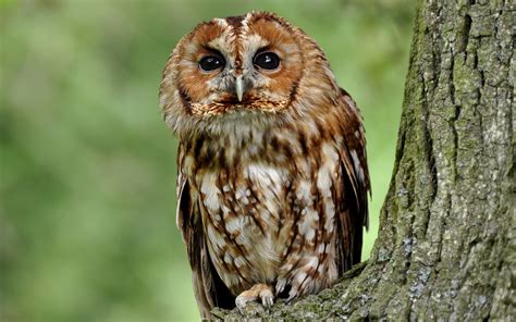 Tawny Owl In A Tree Wallpaper Animal Wallpapers 48362