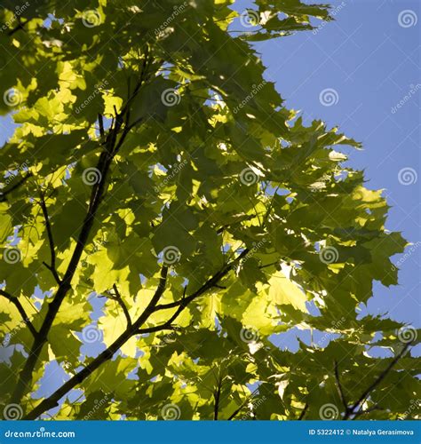 Maple Tree Branch Stock Photo Image Of Woods Forest 5322412