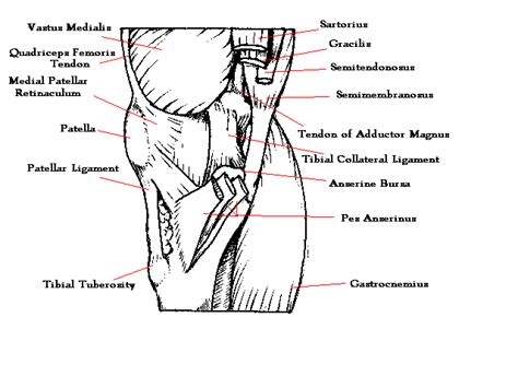 Medial View Of Knee