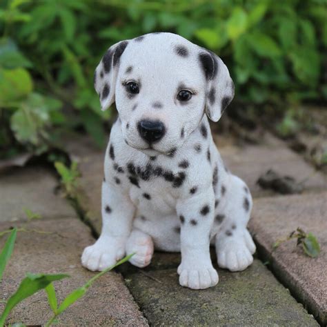 Breeders on our site are located throughout pennsylvania and surrounding states. Hi-Line Gift Ltd. Dalmatian Puppy Statue & Reviews | Wayfair