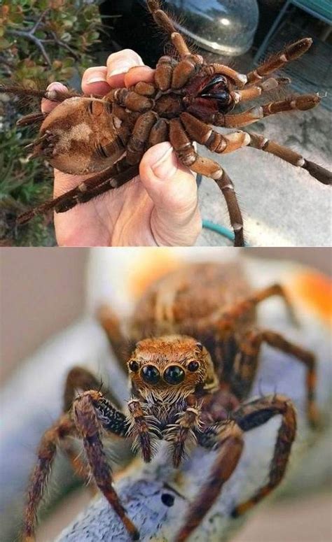 What are huntsman spiders and how big do they get? The 25+ best Giant huntsman spider ideas on Pinterest