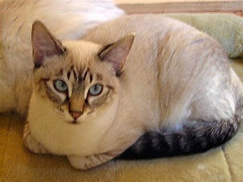 112 Best Images About Lynx Point Siamese On Pinterest