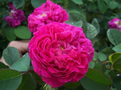 Filerosa Rose De Rescht Wikimedia Commons