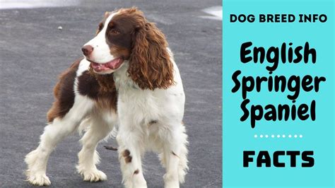 English Springer Spaniel Dog Breed All Breed