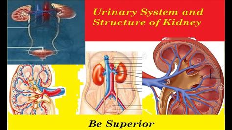 Urinary System And Structure Of Kidney Homeostasis Biology Book 2