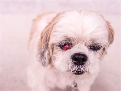 Cherry Eye In Dogs Small Door Veterinary