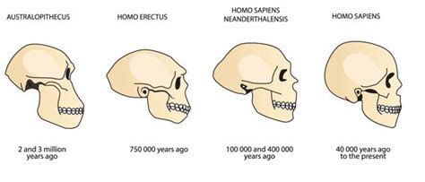 What Humans Evolved To Eat The Carnivore Diet Coach
