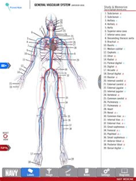 Browse visible body's suite of anatomy, physiology, and pathology apps. Pin by Letty Lara on Peripheral Vascular/ Lymphatic ...