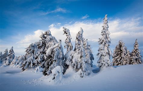 Wallpaper Winter Snow Trees Ate Norway The Snow Norway