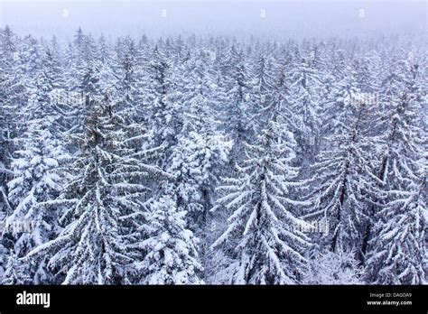 Norway Spruce Picea Abies View Over A Snow Covered Spruce Forest