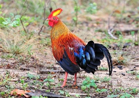 Sri Lankan Endemic Birds Wali Kukula The Ceylon