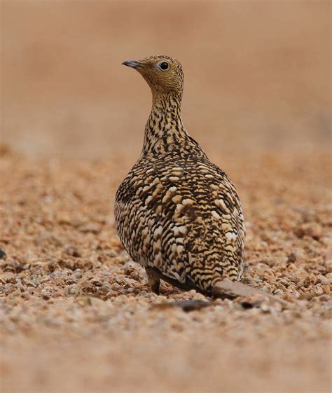 Namaqua Sandgrouse Wildlife Photography National Parks Namib Desert