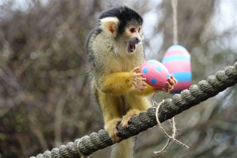 What are the popular crypto to crypto international exchanges? Animals at ZSL London Zoo get an Easter surprise - How It ...
