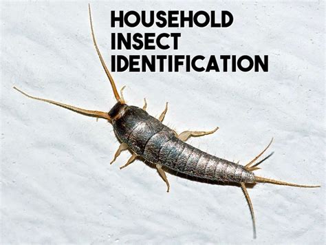 Household Insect Identification Common Insects Around The Home Owlcation