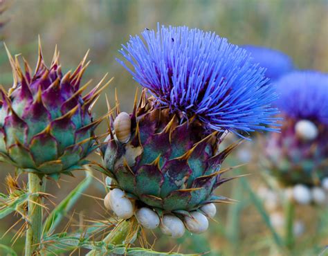 Huge Blue Thistles Grow In The Hedgerows Take Inspiration From The