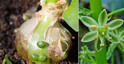 Micropropagation of albuca bracteata and a. Pregnant Onion Plant Care: Growing The Unique Ornithogalum ...