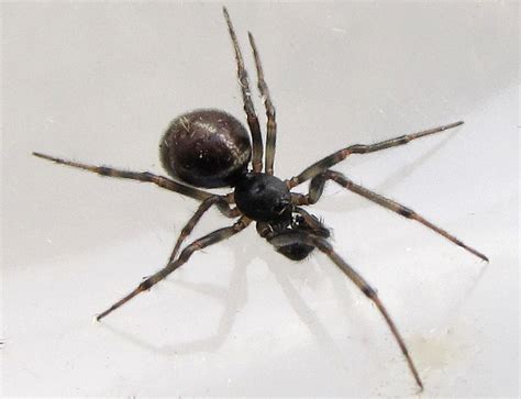Spider Steatoda Borealis Bugguidenet