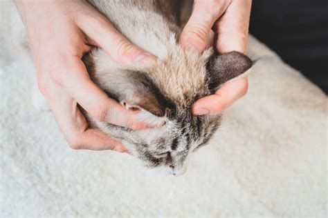 Massaging The Cat`s Head And Nape Massage Technique Stock Image