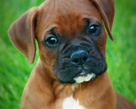 Baby Boxer Puppies Midwest Boxers Boxerpups Cuccioli Di Animale