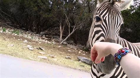 Zebra Bite Youtube