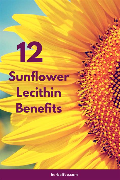 Sunflower Lecithin Cooking