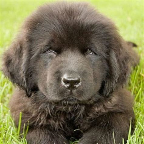 Newfoundland in dogs & puppies for sale. Crooked River Saints, Newfoundland Dog Breeder in ...