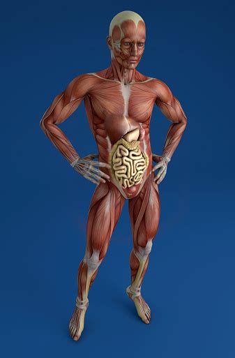 Get body smart is a fully animated and interactive online textbook about human anatomy and physiology, which is available for free. Human Body Muscular System Person Digestive System Anatomy ...