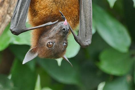 Why Do Bats Hang Upside Down Johnny Holland