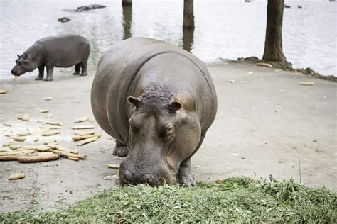 Are Pygmy Hippos Dangerous The Truth About These Cute Animals