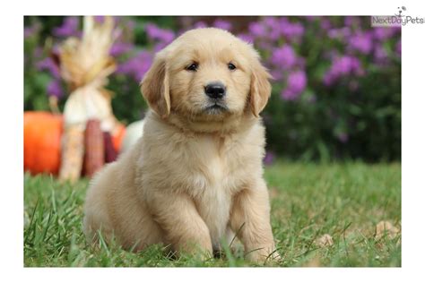 Update puppies all now reserved. Golden Retriever puppy for sale near Lancaster ...