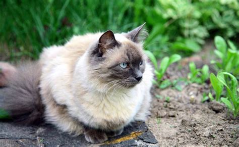 Balinese Cat Long Haired Siamese