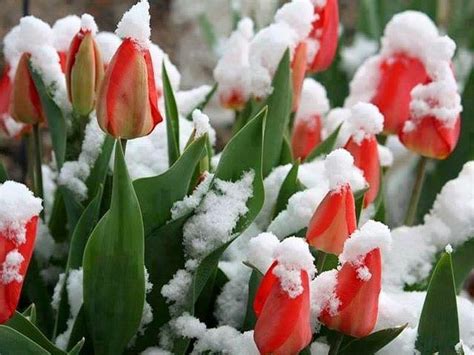 Snow Covered Tulips Tulips Beautiful Flowers Tulips Flowers