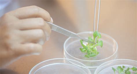 Aseptic Techniques For Tissue Culture Experimentation Plant Cell
