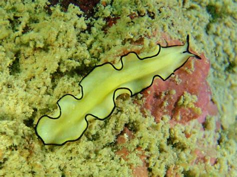9 Major Groups of Invertebrate Animals - Owlcation