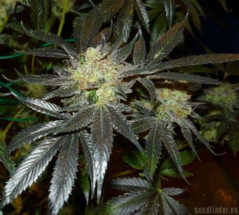 Strain Gallery Kings Kush Green House Seeds Pic 29121375740660544 By Mgpawn