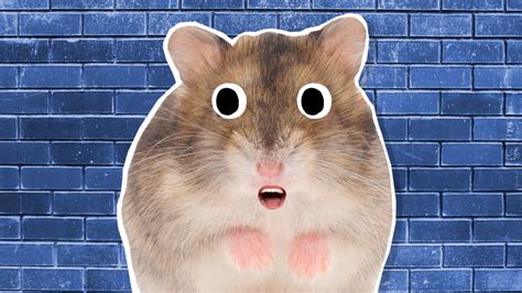 20 Funny Hamster Jokes And Puns For Kids