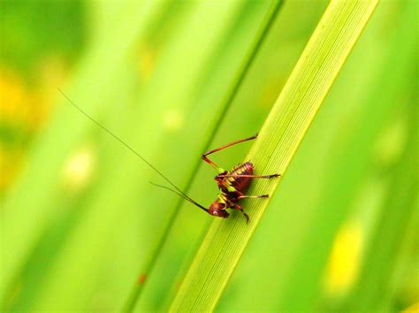 Free Images Nature Grass Leaf Animal Green Insect Fauna