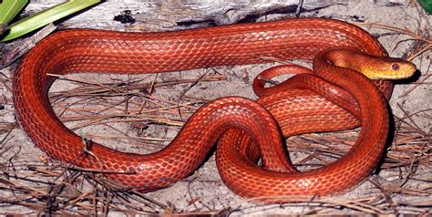 Everglades Rat Snake Photograph By Millard H Sharp Fine Art America