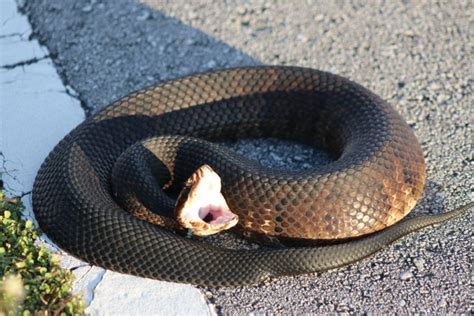 Are Florida Water Moccasins Poisonous