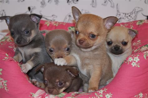 Five Small Puppies Are Sitting On A Pink Pillow