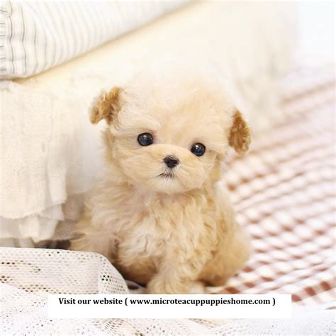 1 female 2 males micro chipped hypoallergenic and non shedding great with children and other pets would fit teacup dogs, yorkies or puppies. Micro Teacup Puppies For Sale | From Top Breeder - The ...