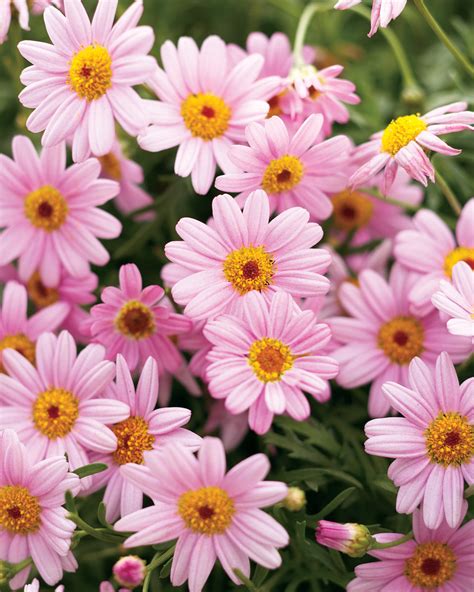 Molimba Pink Marguerite Daisy Argyranthemum Frutescens Proven