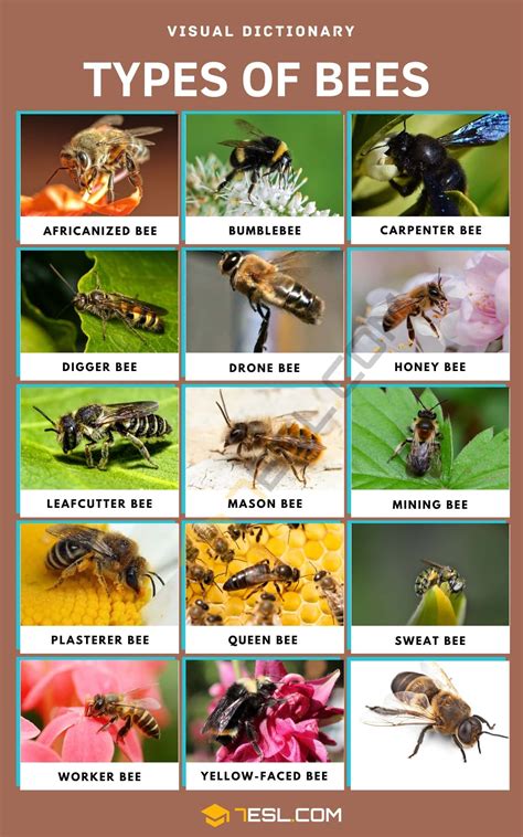 Types Of Bees What Are They And How To Identify Them 7esl In 2023