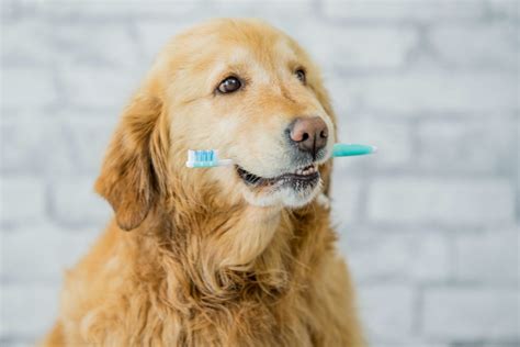 Pet Dental Care Facts And Fallacies Oakhurst Veterinary Hospital