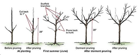 In early june, the upright water sprouts developing from the upper surface of scaffold branches can be removed to enhance light penetration. Time to prune fruit trees--but wait until the rain stops ...
