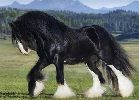 Black Clydesdale Stallion