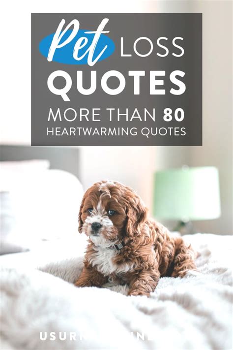 Broken Heart Pet Loss Quotes And Poems New Quotes