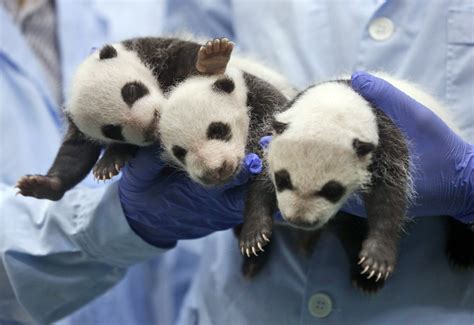 Image Of Asia A Healthy Trio Of Panda Cubs Ap News